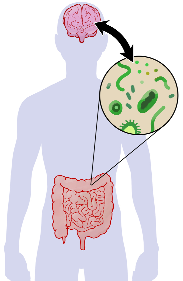 Descubre los Beneficios del Tratamiento de Microbiota Clínica